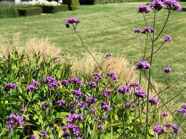 jardin frasnes (1)