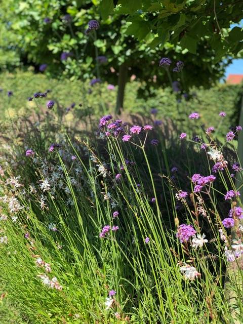 jardin frasnes (2)