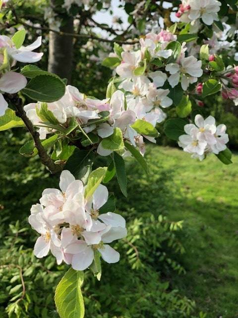 jardin frasnes (25)